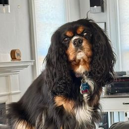 Belle - Cavalier King Charles Spaniel
