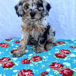 Aussiedoodle, Australian Shepherd, Bernedoodle, Cockapoo, and Poodle Puppies from Sis' Doodles & Poodles