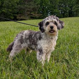 Blue - Cavapoo