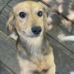 Charlotte - Dachshund