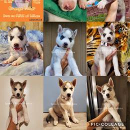 Siberian Husky Puppies from Lunter's Heaven Huskies