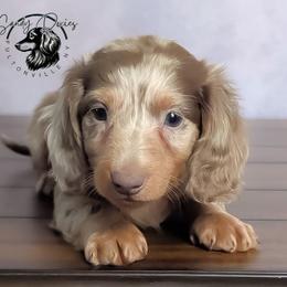 Twix - Dapple male Dachshund puppy in Fultonville, New York from Sandy Aussies & Pomeranians