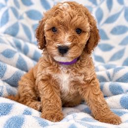 Winnie the Pooch - Red  male Poodle puppy in Surprise, Arizona from Gentle Paw Poodles and Doodles