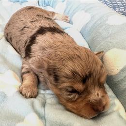 Hola - Chocolate sable female Havanese puppy in Arizona from HavaDoggie