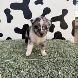 Colt - Blue merle male Miniature Australian Shepherd puppy in Tucson, Arizona from Soqui Ortiz Cattle Ranch