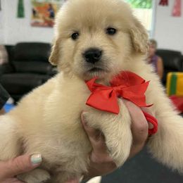 Girl 6 - Golden female Golden Retriever puppy in Edgerton, Wisconsin from ERSA Acres Golden Retrievers...limited registration only offered
