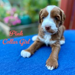 Pink Collar Girl - Caramel female Australian Labradoodle puppy in Rhode Island from Highland Beach Labradoodles