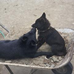 Juniper Tree -active - Schipperke
