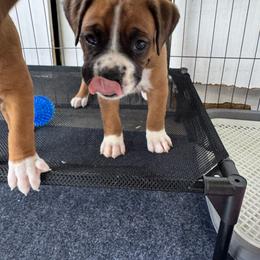 Brown - Fawn female Boxer puppy in Denver, Colorado from Yuni’s AKC Boxers