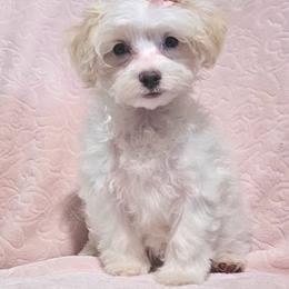 Girl - White female Maltipoo puppy in Palm Coast, Florida from Doggies4you