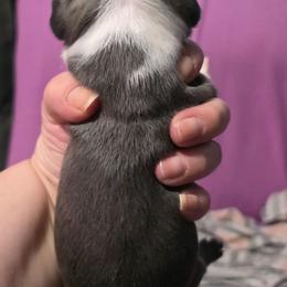 Honey - Blue female Boston Terrier puppy in Columbus, Ohio from Bryn's AKC Bostons