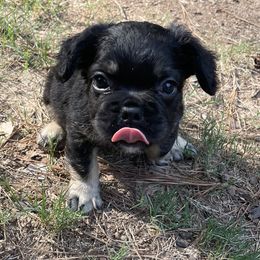 French Bulldogs from Legacy Kennel Club