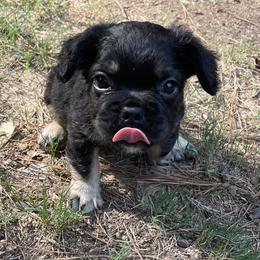 French Bulldogs from Legacy Kennel Club