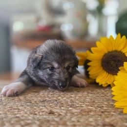 Girl 2 - female Native American Indian Dog puppy in Green Creek, North Carolina from NAID Preservation Project: Corn Moon Medicine Dogs