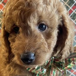 Bronze - Apricot male Goldendoodle puppy in Sumner, Washington from Little Acre Doodles