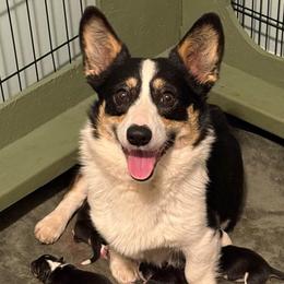 Dessi - American Corgi