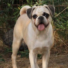 Pug puppies from Bradley's Pugs