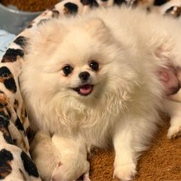 Gwen - Pomeranian