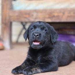Citrus - Black female Labrador Retriever puppy in Williamston, Sc, South Carolina from Dutton Dog Co & Dalla Grazia Doberman