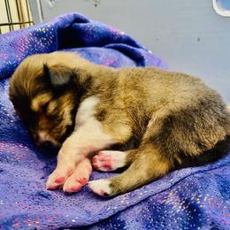 Scottish Collie Puppies from Sundance Scottish-Colleys