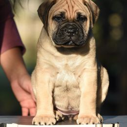 White - Fawn female Bullmastiff puppy in Edinburg, Texas from Ironward Bullmastiffs