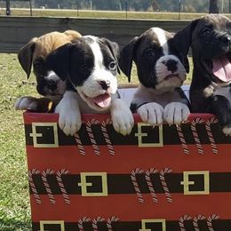 Boxer Puppies from Bayou Boxer Haus in South East Texas