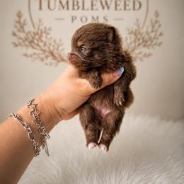 Chocolate and tan girl - Chocolate and tan female Pomeranian puppy in Eagle Pass, Texas from Texas Tumbleweed Poms