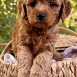 Girl 2 - Red  female Goldendoodle puppy in Vacaville, California from Starlight Goldendoodles