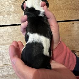 Female 5 - Black brown and white female Basset Hound puppy in Lindley, New York from Hill Top Basset Hounds & Cane Corso