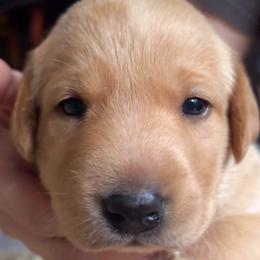 Labrador Retriever puppies from Lady Oak Labradors