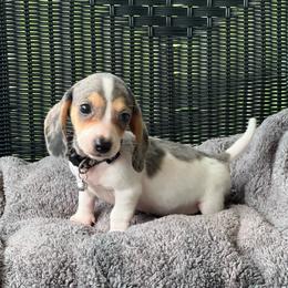 Larry - Dapple male Dachshund puppy in Choccolocco, Alabama from Ace’s Doxies