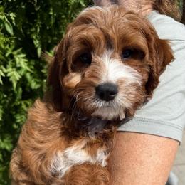 Noah - Red male Cavapoo puppy in Tucson, Arizona from Adored Poodle & Doodles