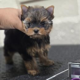 Tiny Isachk - Black and gold male Yorkshire Terrier puppy in Kissimmee, Florida from Twilights Yorkies FL