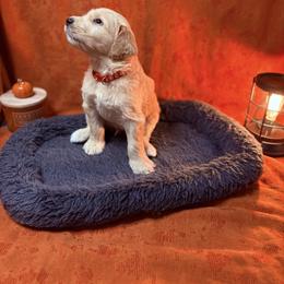 Goldendoodle Puppies from Unike Puppies