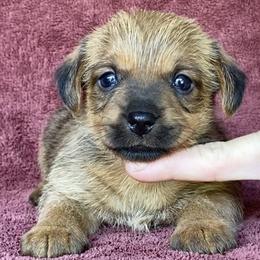 Kolache's Girl 2 - Red female Norfolk Terrier puppy in Bristol, Tennessee from Holston Hollow Farm
