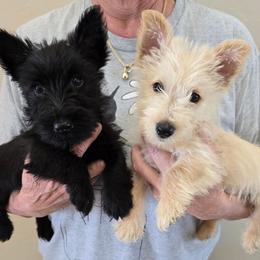 Boy 1 - Wheaten male Scottish Terrier puppy in Utah from TnT Scotties