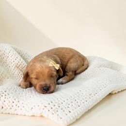Honey - Apricot female Maltipoo puppy in St. George, Utah from Winchester Hills Poodles and Doodles