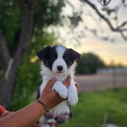 Basil - Tri-color male Border Collie puppy in Dewey, Arizona from Fásach Stockdogs