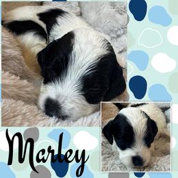 Marley (Blue5) - Parti male Goldendoodle puppy in Ankeny, Iowa from Iowadoodles2love