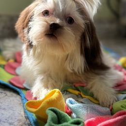 Trixie - Liver and white female Shih Tzu puppy in Stafford, Virginia from Bayview Pups