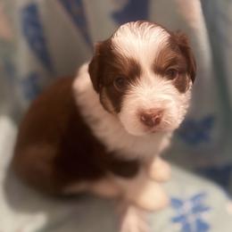 Emberlyn - Red tri-color female Miniature American Shepherd puppy in Plant City, Florida from Osborne & Stormborn FL Kennels