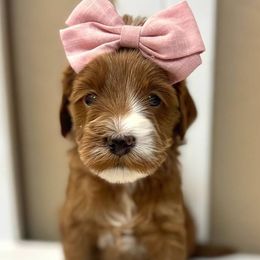 Cinnamon - Red  female Goldendoodle puppy in Peoria, Arizona from Cactus Doods