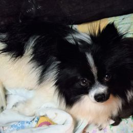 Pomeranians from Bat Cave Poms