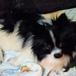Pomeranians from Bat Cave Poms