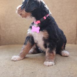 Pink collar female - Tri-color female Bernedoodle puppy in Scottsboro, Alabama from Dixie Land Doodles