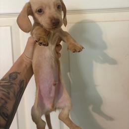 Bauldr - Dapple male Dachshund puppy in Conroe, Texas from Dots Dachshunds