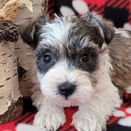 Miniature Schnauzers from Dorie's Mini Schnauzers