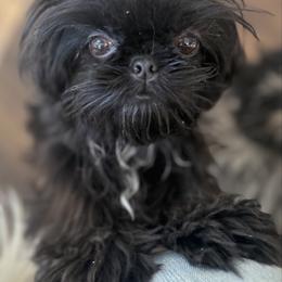 Daphne - Shih Tzu