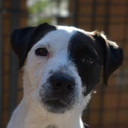 Sofie - Jack Russell Terrier