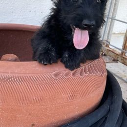 Scottish Terrier Puppies from Knights Scottish Terriers